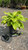 Hosta Fragrant Bouquet 161500